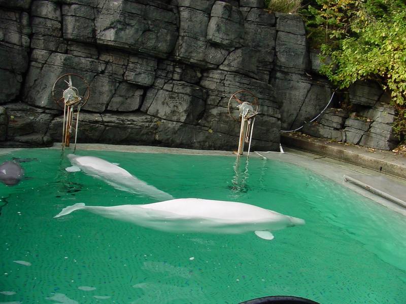 White Whale, Beluga (Delphinapterus leucas) - 흰고래; DISPLAY FULL IMAGE.