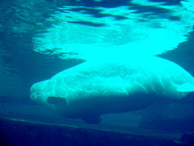 White Whale, Beluga (Delphinapterus leucas) - 흰고래; DISPLAY FULL IMAGE.