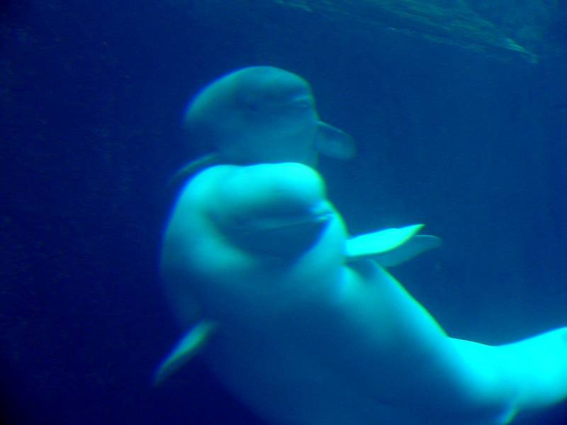 White Whale, Beluga (Delphinapterus leucas) - 흰고래; DISPLAY FULL IMAGE.