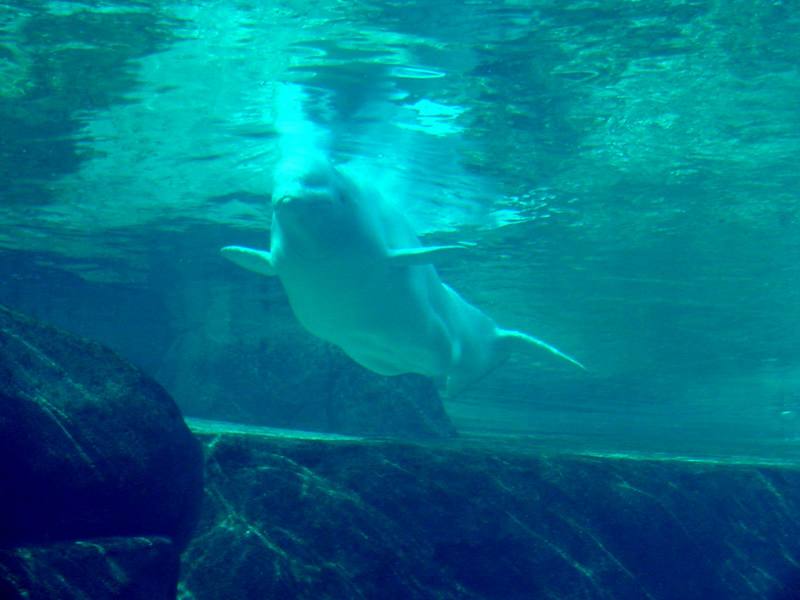 White Whale, Beluga (Delphinapterus leucas) - 흰고래; DISPLAY FULL IMAGE.