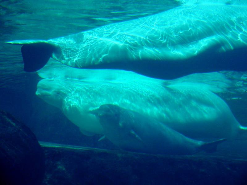 White Whale, Beluga (Delphinapterus leucas) - 흰고래; DISPLAY FULL IMAGE.