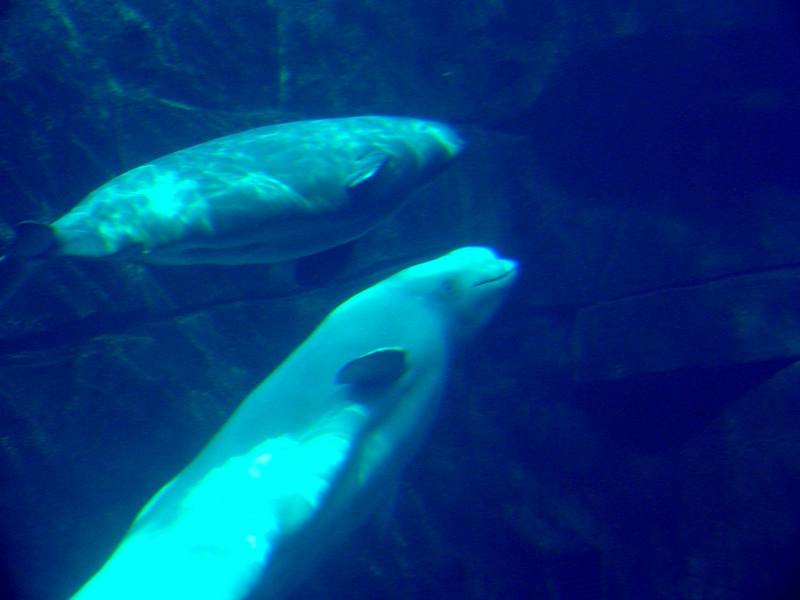 White Whale, Beluga (Delphinapterus leucas) - 흰고래; DISPLAY FULL IMAGE.