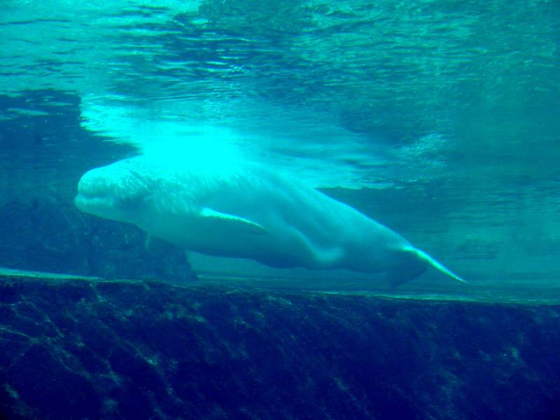 White Whale, Beluga (Delphinapterus leucas) - 흰고래; DISPLAY FULL IMAGE.