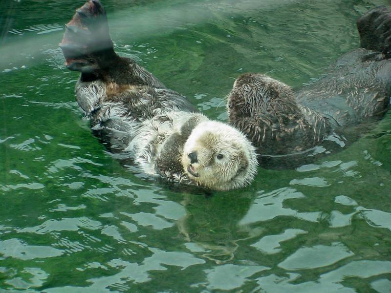 Sea otters (Enhydra lutris) [해달]; DISPLAY FULL IMAGE.