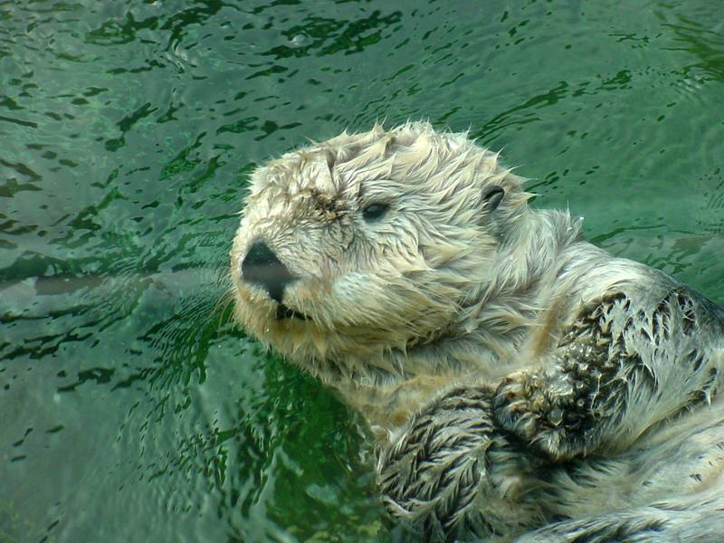 Sea otter (Enhydra lutris) [해달]; DISPLAY FULL IMAGE.