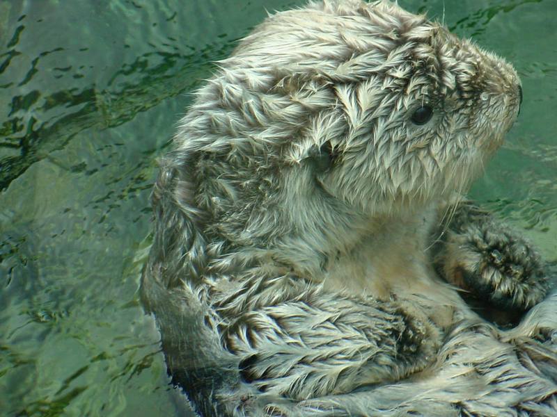 Sea otter (Enhydra lutris) [해달]; DISPLAY FULL IMAGE.