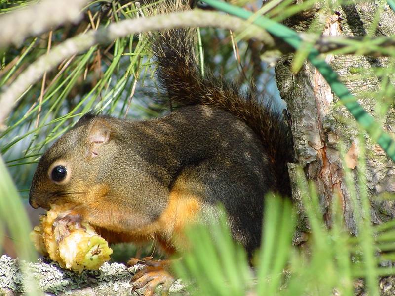 Eastern Fox Squirrel (Sciurus niger) {!--여우다람쥐-->; DISPLAY FULL IMAGE.