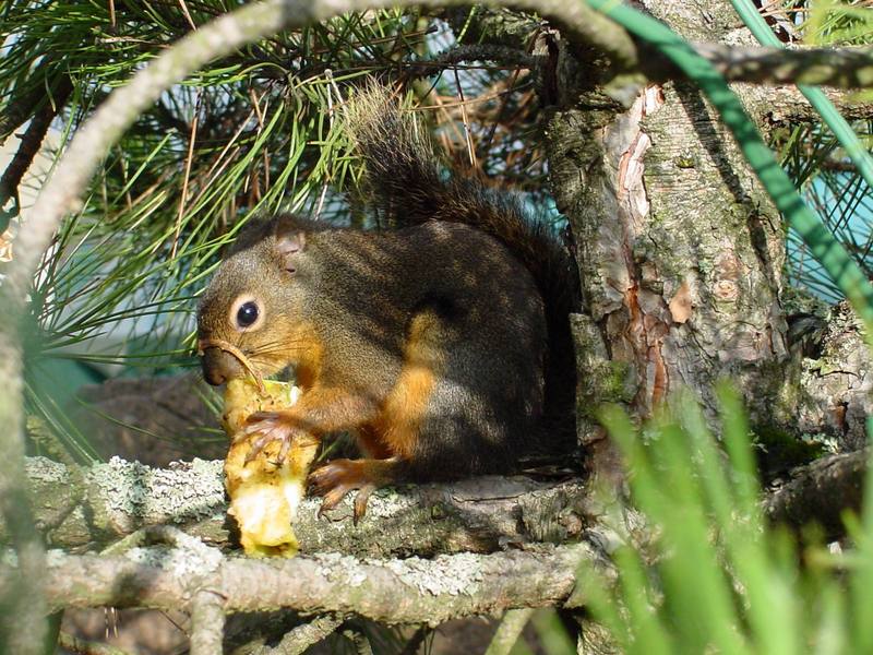 Eastern Fox Squirrel (Sciurus niger) {!--여우다람쥐-->; DISPLAY FULL IMAGE.