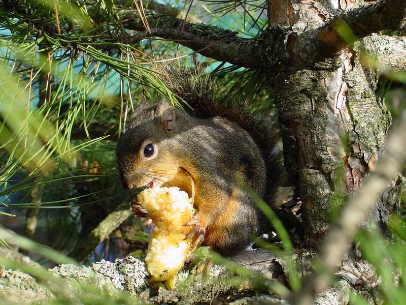 Eastern Fox Squirrel (Sciurus niger) {!--여우다람쥐-->; DISPLAY FULL IMAGE.