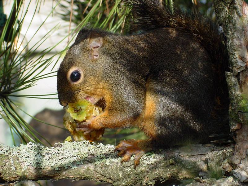 Eastern Fox Squirrel (Sciurus niger) {!--여우다람쥐-->; DISPLAY FULL IMAGE.