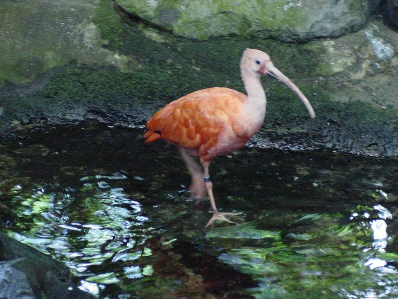 Scarlet Ibis; DISPLAY FULL IMAGE.