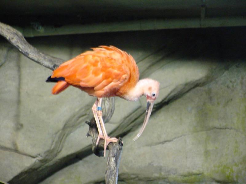 Scarlet Ibis; DISPLAY FULL IMAGE.