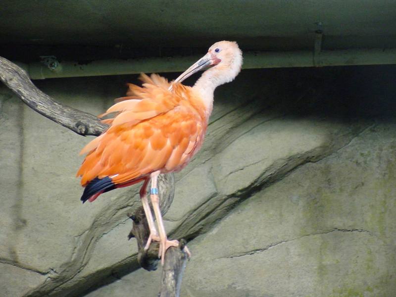 Scarlet Ibis; DISPLAY FULL IMAGE.