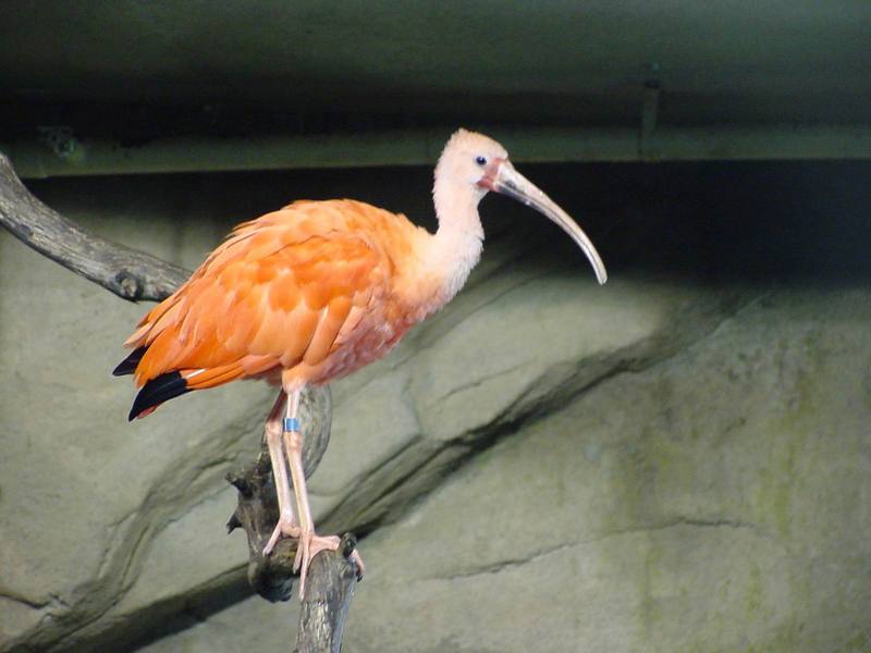 Scarlet Ibis; DISPLAY FULL IMAGE.