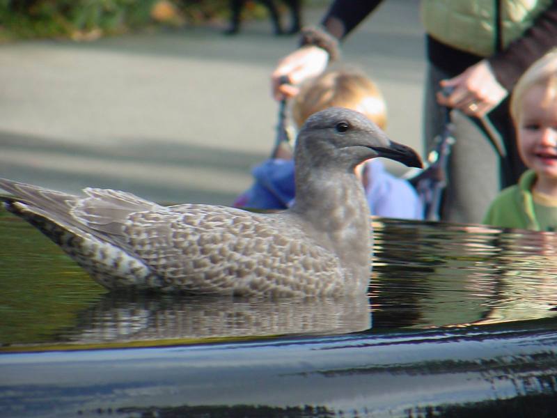 American Herring Gull (juvenile); DISPLAY FULL IMAGE.