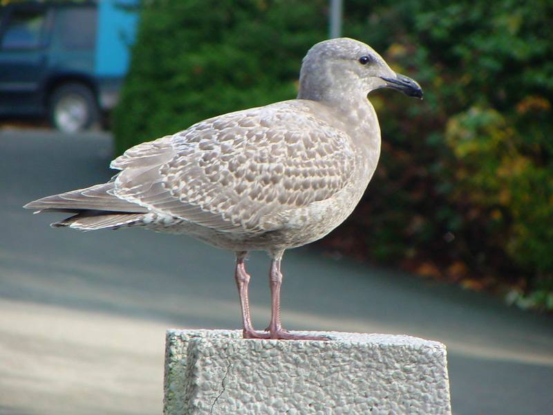 American Herring Gull (juvenile); DISPLAY FULL IMAGE.