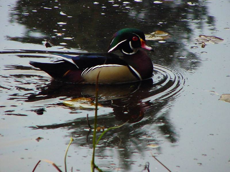 Woodduck (male); DISPLAY FULL IMAGE.