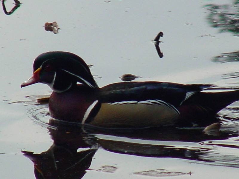 Woodduck (male); DISPLAY FULL IMAGE.