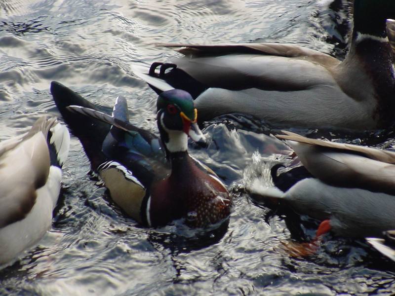 Woodduck (male); DISPLAY FULL IMAGE.