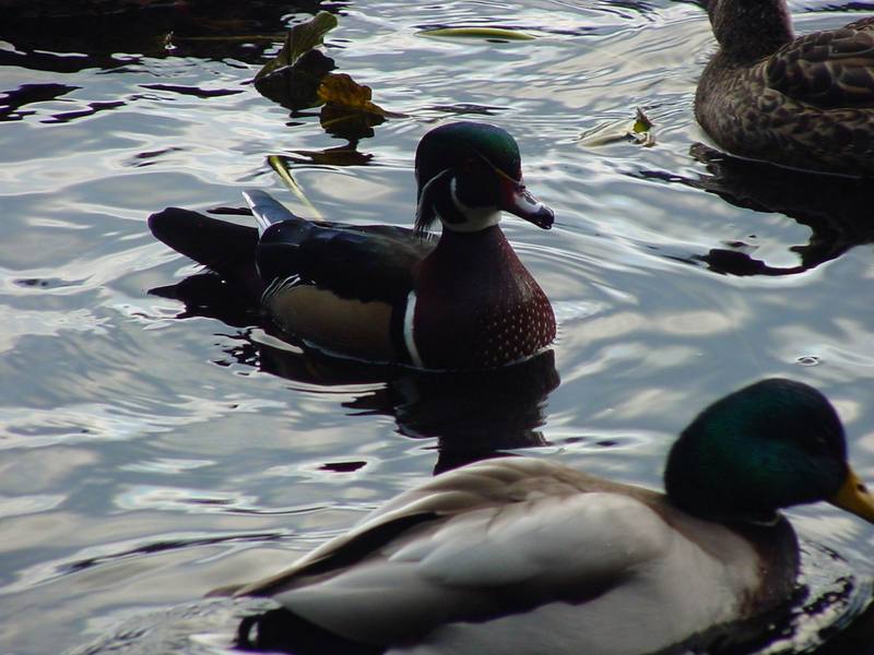 Woodduck (male); DISPLAY FULL IMAGE.