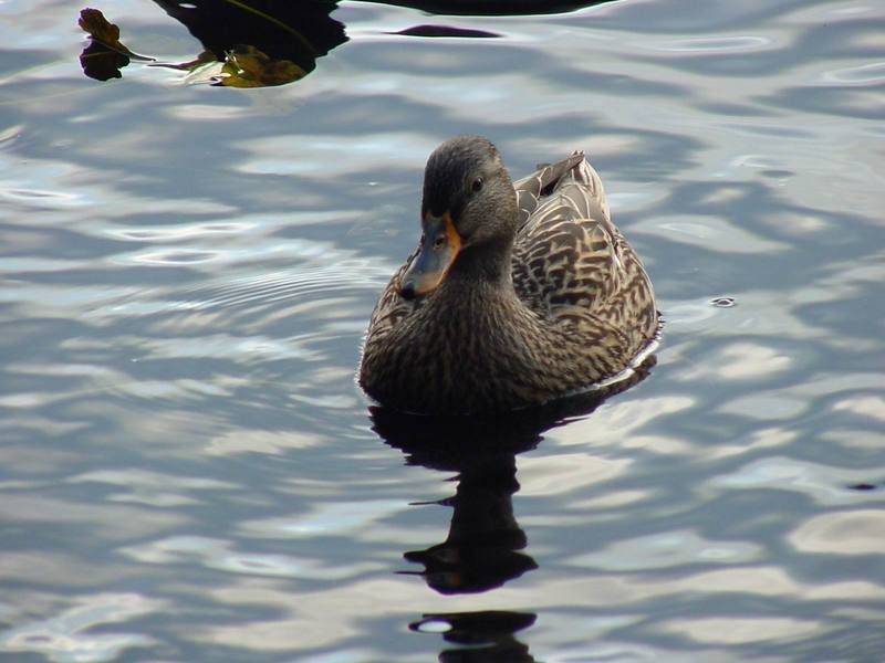 Woodduck (female); DISPLAY FULL IMAGE.