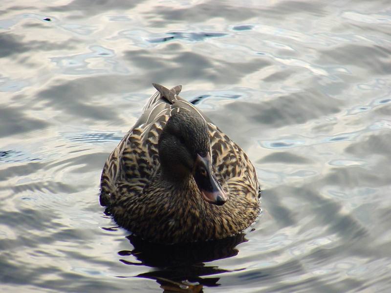 Woodduck (female); DISPLAY FULL IMAGE.