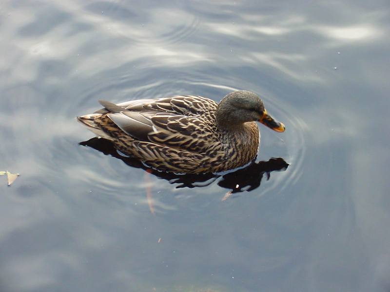 Woodduck (female); DISPLAY FULL IMAGE.