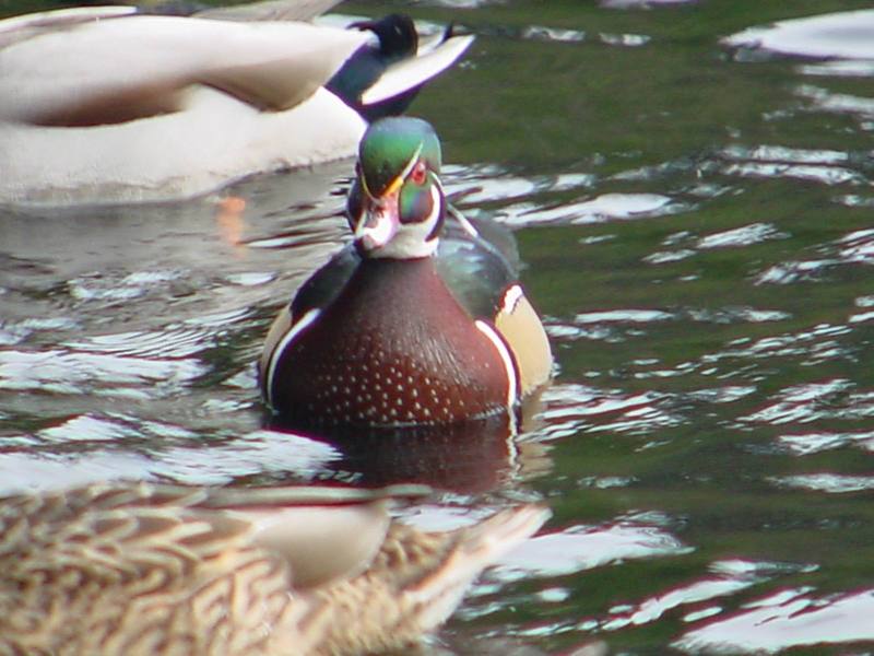 Woodduck (male); DISPLAY FULL IMAGE.