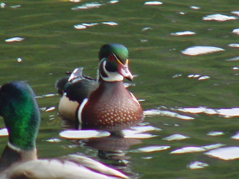 Woodduck (male); DISPLAY FULL IMAGE.