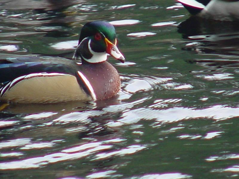 Woodduck (male); DISPLAY FULL IMAGE.