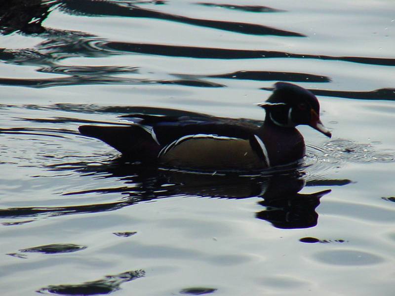 Woodduck (male); DISPLAY FULL IMAGE.