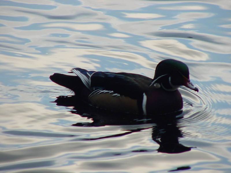 Woodduck (male); DISPLAY FULL IMAGE.