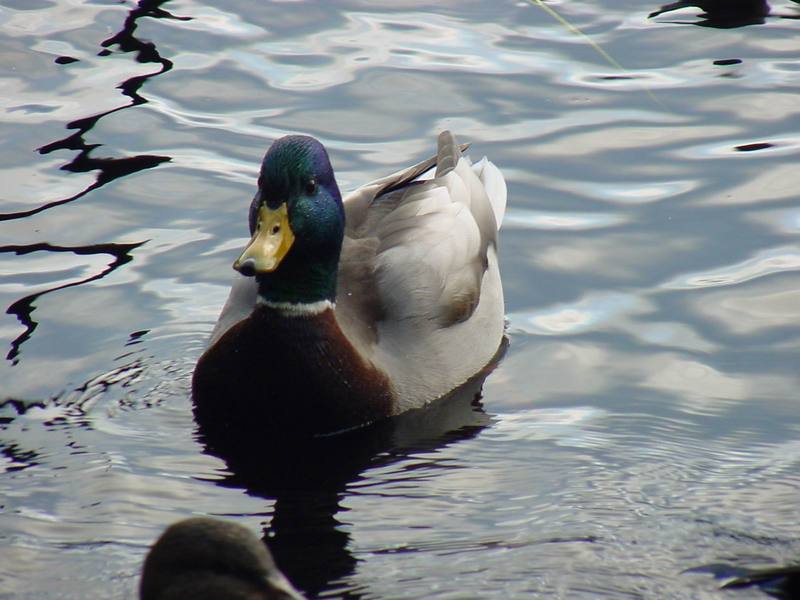 Mallard drake; DISPLAY FULL IMAGE.