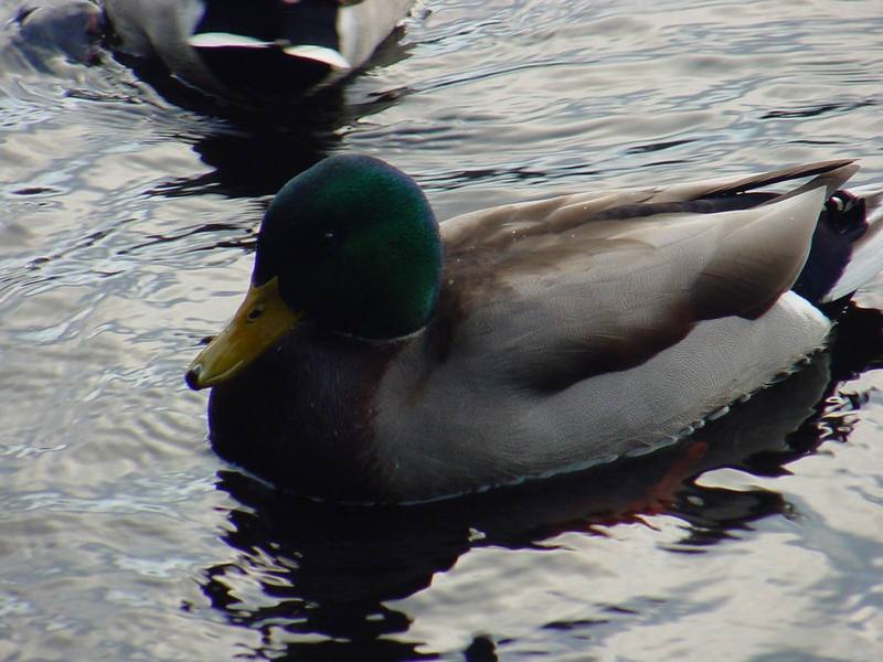 Mallard drake; DISPLAY FULL IMAGE.