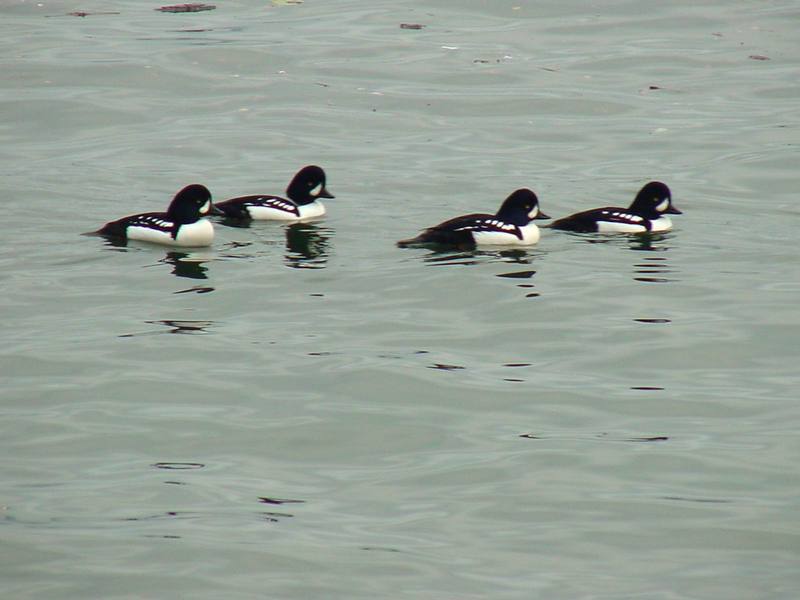 Common goldeneyes; DISPLAY FULL IMAGE.