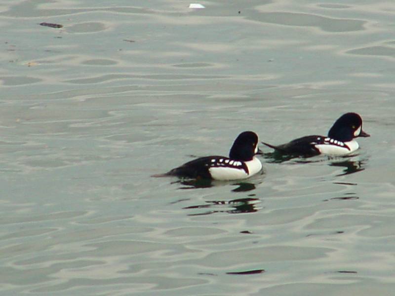 Common goldeneyes; DISPLAY FULL IMAGE.