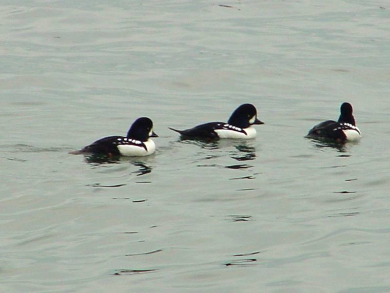 Common goldeneyes; DISPLAY FULL IMAGE.