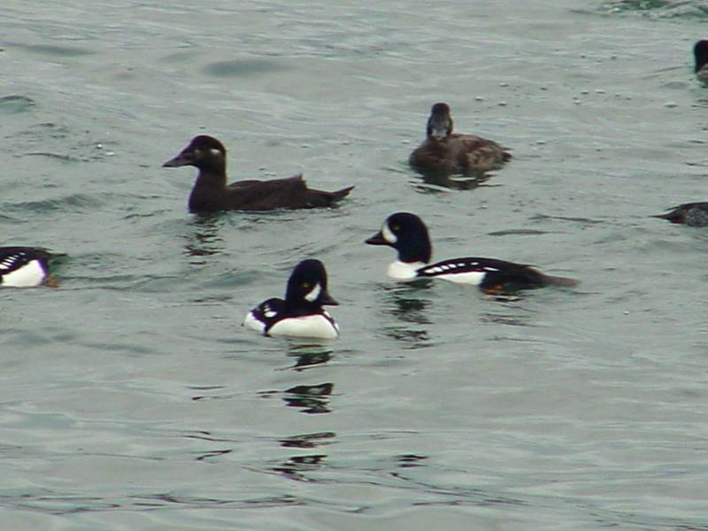 Common goldeneyes, Surf scoters; DISPLAY FULL IMAGE.