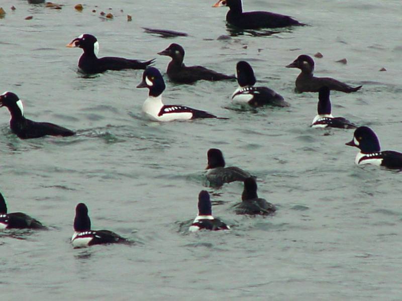 Common goldeneyes, Surf scoters; DISPLAY FULL IMAGE.