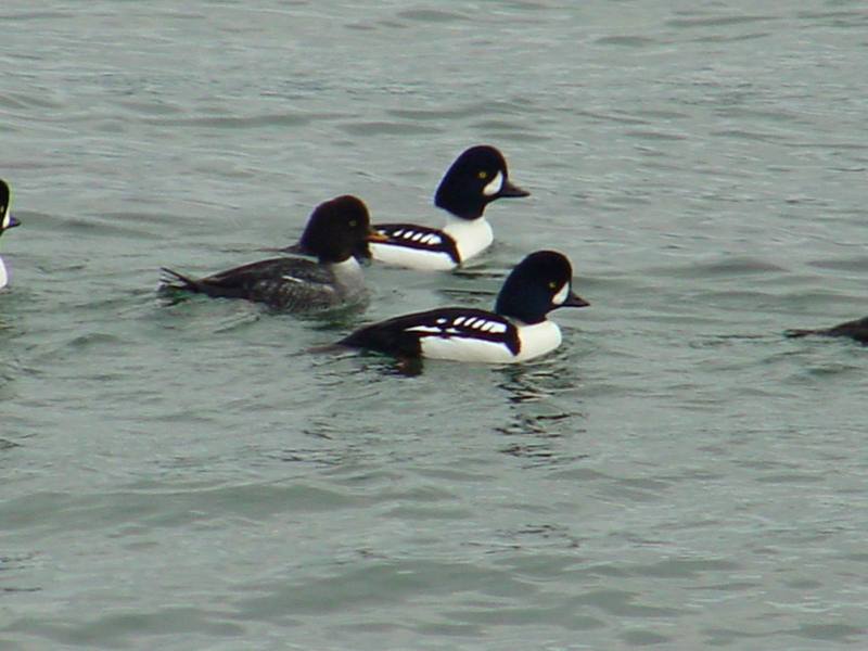Common goldeneyes; DISPLAY FULL IMAGE.