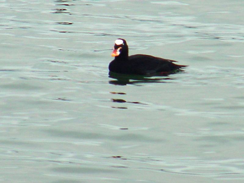 Surf Scoter; DISPLAY FULL IMAGE.