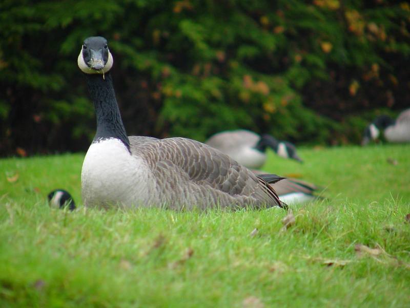 Canada goose; DISPLAY FULL IMAGE.