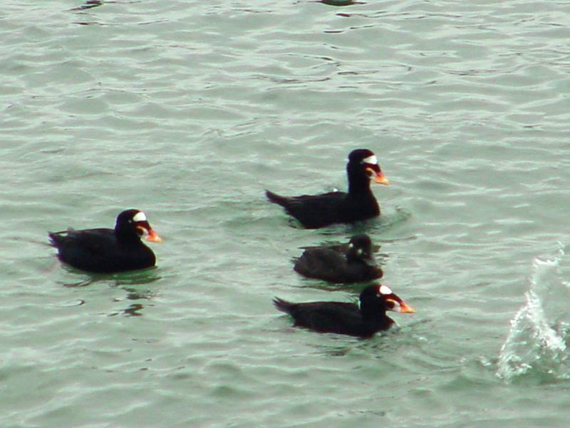 Surf scoters; DISPLAY FULL IMAGE.