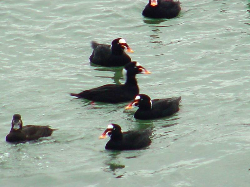 Surf scoters; DISPLAY FULL IMAGE.