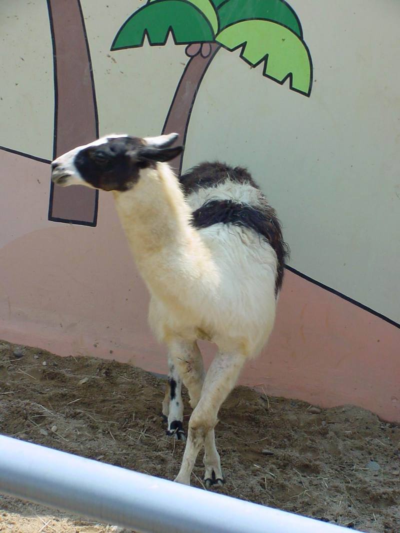 Llama; DISPLAY FULL IMAGE.