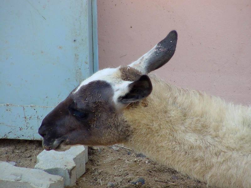 Llama; DISPLAY FULL IMAGE.