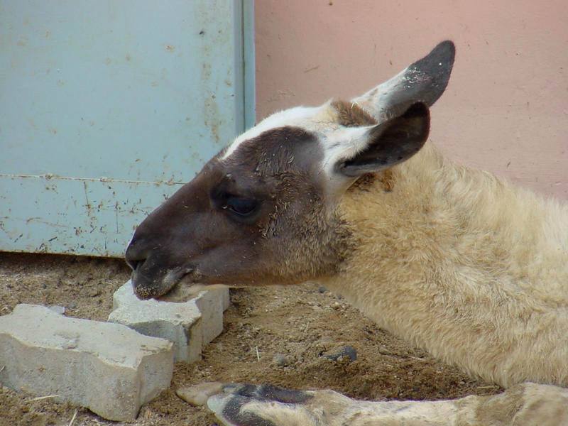 Llama; DISPLAY FULL IMAGE.