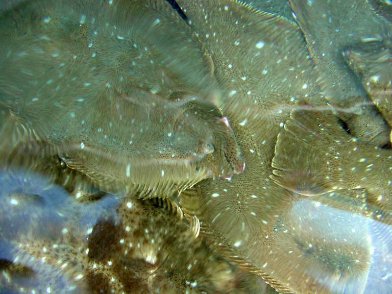 Bastard Halibut (flatfishes); DISPLAY FULL IMAGE.