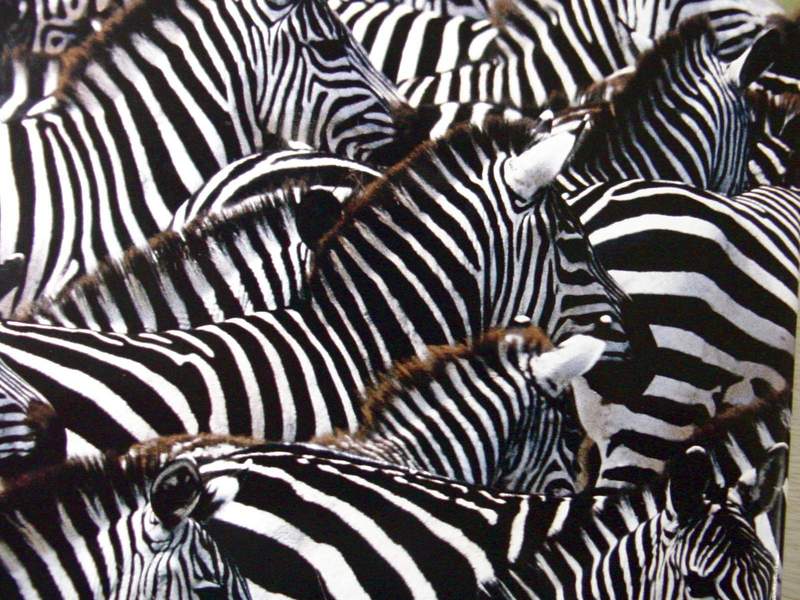 Zebras; DISPLAY FULL IMAGE.