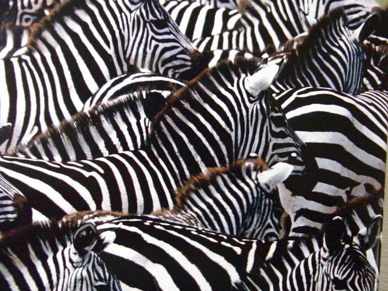 Zebras; DISPLAY FULL IMAGE.